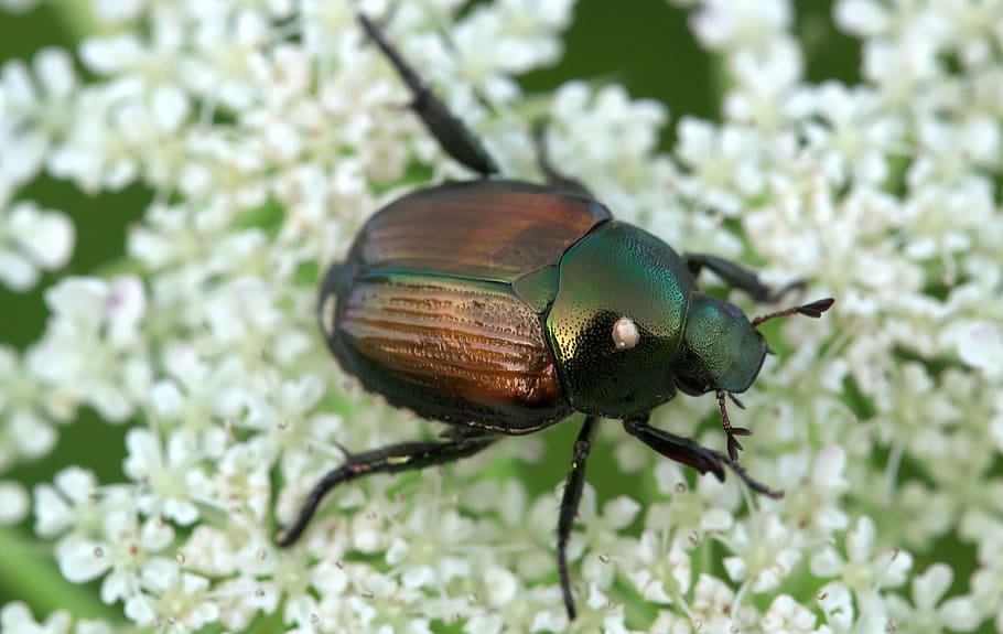 beetles, elytra, beetle japanese, insect, one animal, animal themes, invertebrate, animal, animal wildlife, animals in the wild