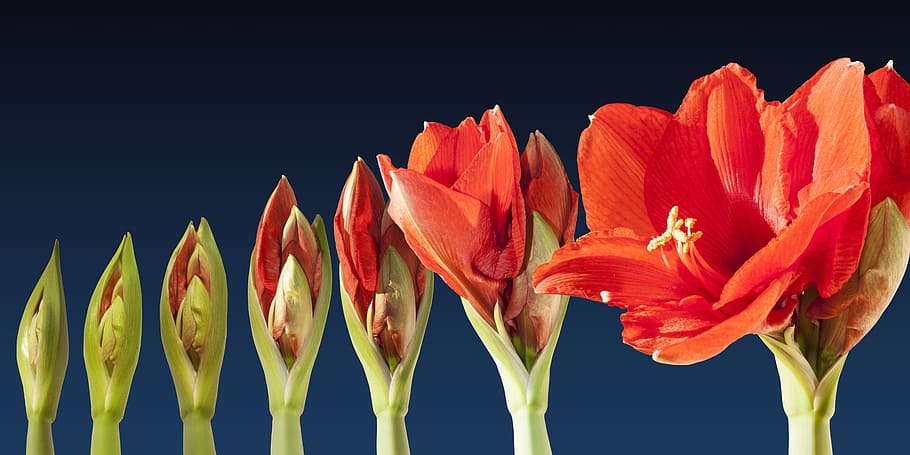 red, petaled flower, bloom, green, flower, grow, blossom, time lapse, sequence, amaryllis