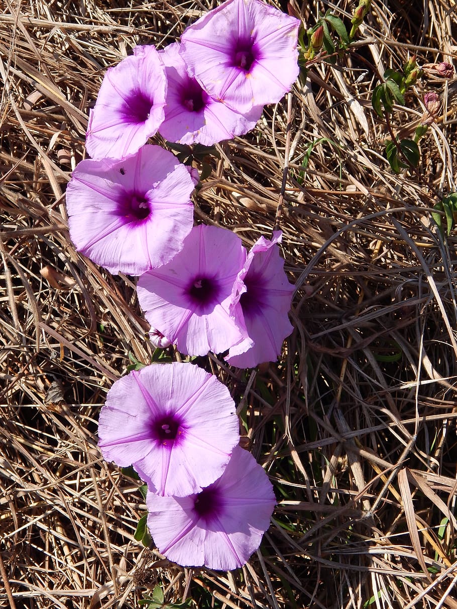 flores, flor lila, campo, jardín, primavera, flor morada, naturaleza,  planta, planta rastrera, vegetal | Pxfuel