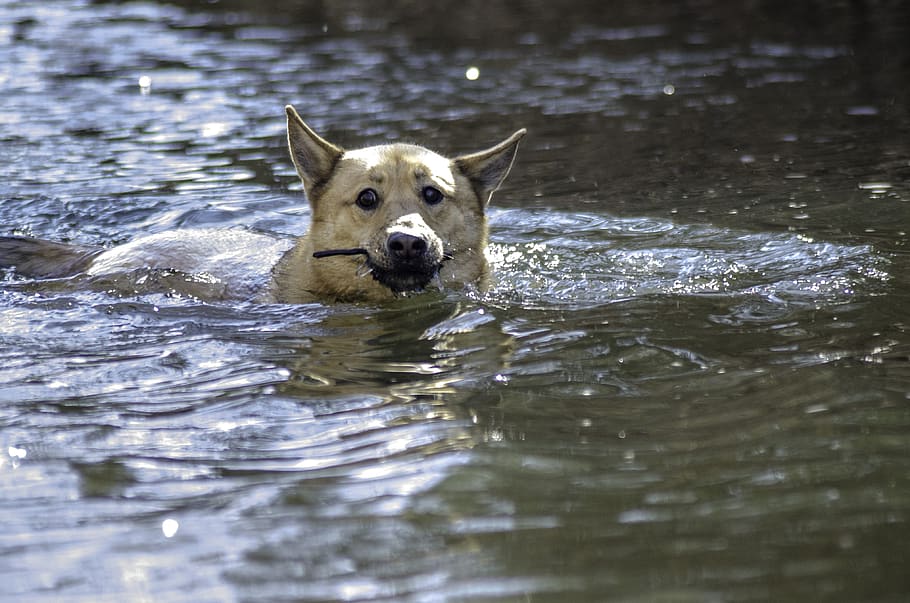 dog, swim, dog swimming, dog paddle, fishing, river, lake, stream, water, nature