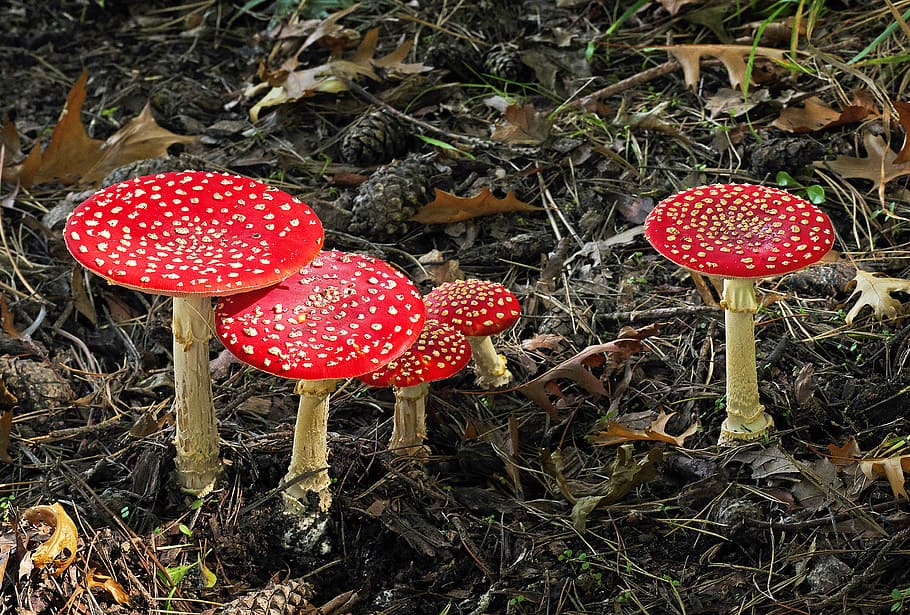 Fly Agaric, Amanita, five red-and-white mushrooms, mushroom, red, fungus, fly agaric mushroom, land, food, growth