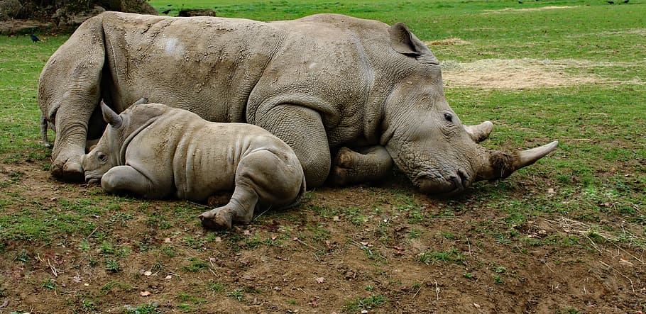 gray, rhinocerus, lying, ground, Mother And Son, Rhino, Baby, Animal, mother and son rhino, baby rhino