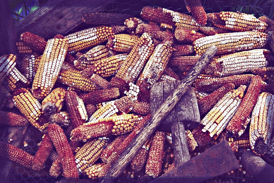 corn, husk, village, crop, produce, feeding, pet food, mood, rustic, means