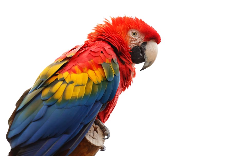 multicolored, parrot, brown, wood, animal, ara, macao, beak, bird, colorful