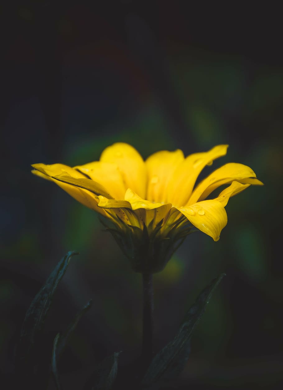 selective, focus photography, yellow, petaled flower, bloom, petal, flower, nature, plant, green
