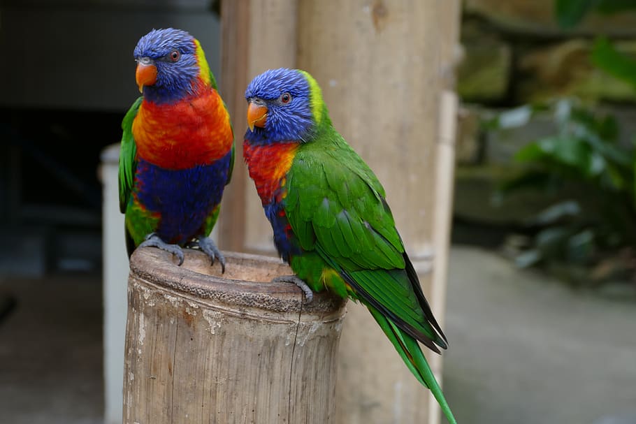 pássaro, papagaio, coloridos, pássaros, cor, tropical, azul, verde, plumagem, bico