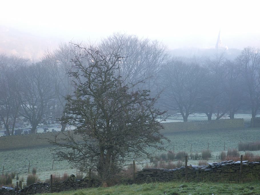 trees, mist, morning mist, dew, misty, cold, frost, winter, fields, tree