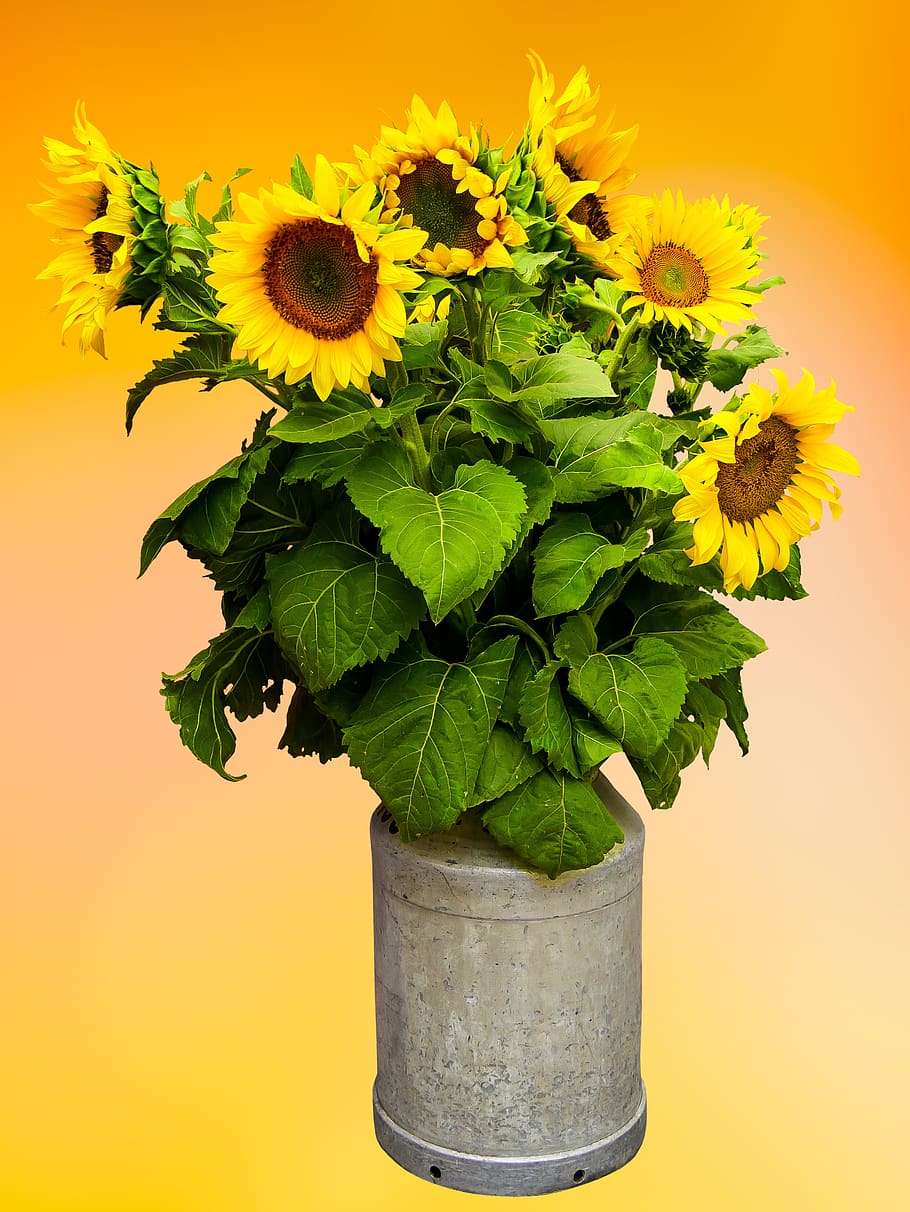 natureza, flor, girassol, verão, buquê, decoração, vaso, lata de leite,  amarelo, planta | Pxfuel