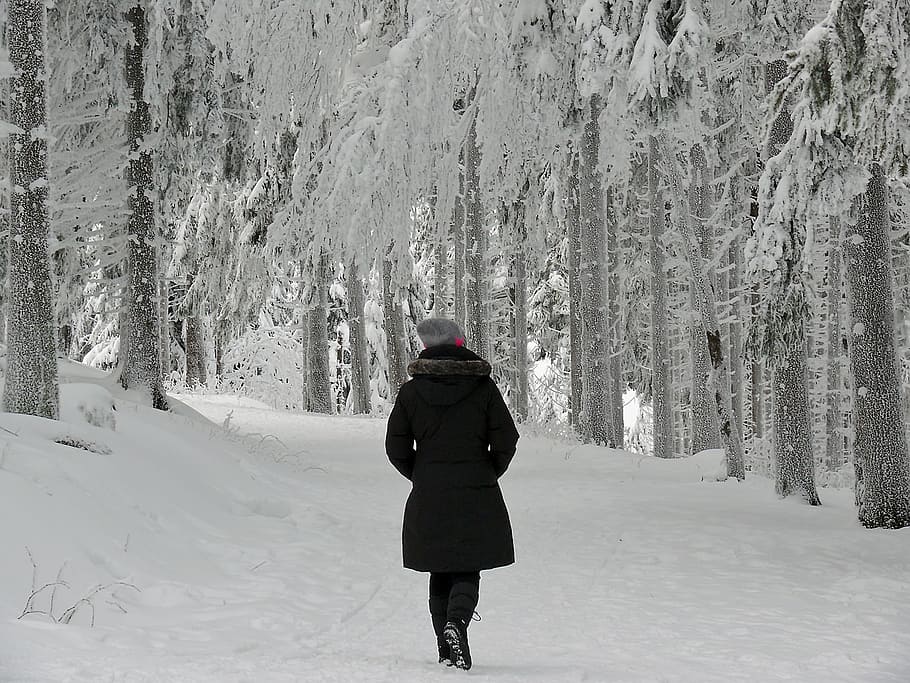 pessoa, caminhando, em direção a, neve, tampado, árvores, Conto de inverno, Sonho, inverno, sonho de inverno