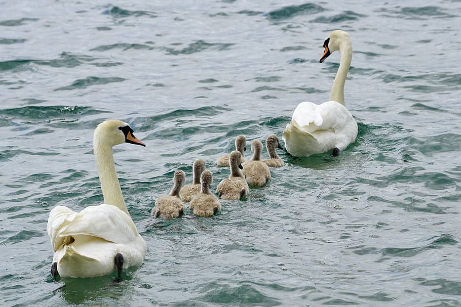flock of swan, swans, family, swan, water, white, bird, young, animal, chicks
