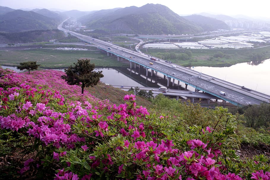 operation red, highway to, spring, rhododendron indicum sweet, gil, daegu, plant, flower, beauty in nature, flowering plant
