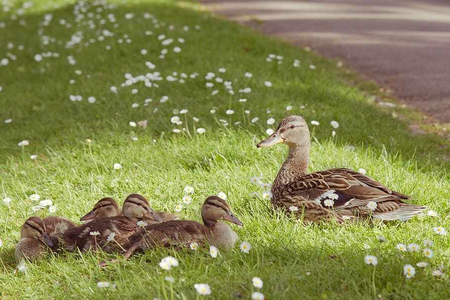 ducklings, green, grass, duck, animal, young, young animal, water, bird, water bird