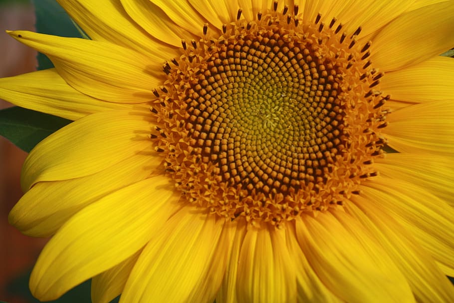 sunflower, yellow, spiral, plant, nature, flower, summer, golden, color, flowering plant
