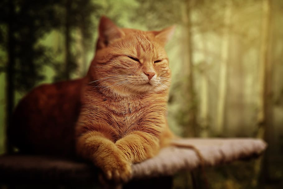 berbaring, oranye, kucing betina, kucing, mimpi, lembut, hewan, lucu, kesayangan, tidur