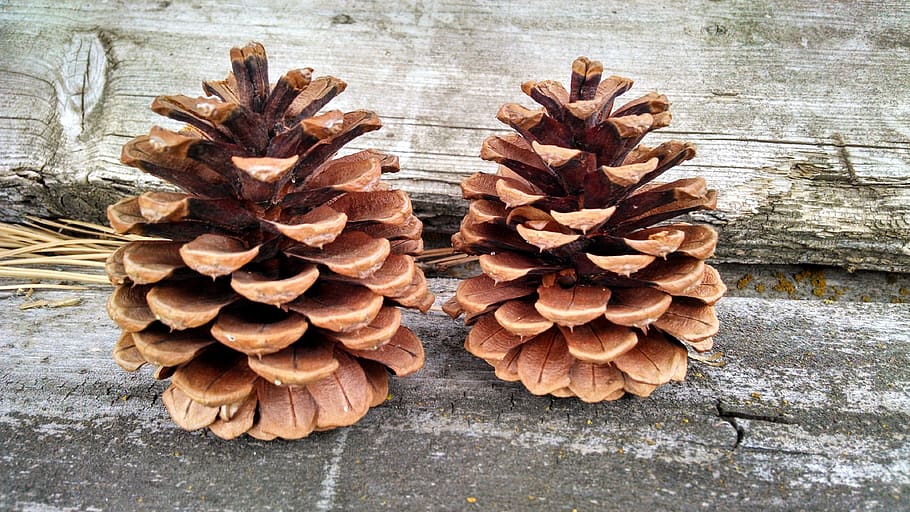 two acorn decors, acorn, conifer cone, pine cone, cone, pine, coniferous, brown, wood, weathered