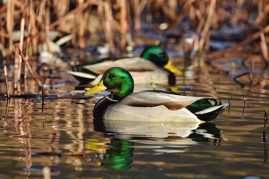 animal, pond, water, waterweed, morning, bird, wild birds, duck, mallard, seasonal
