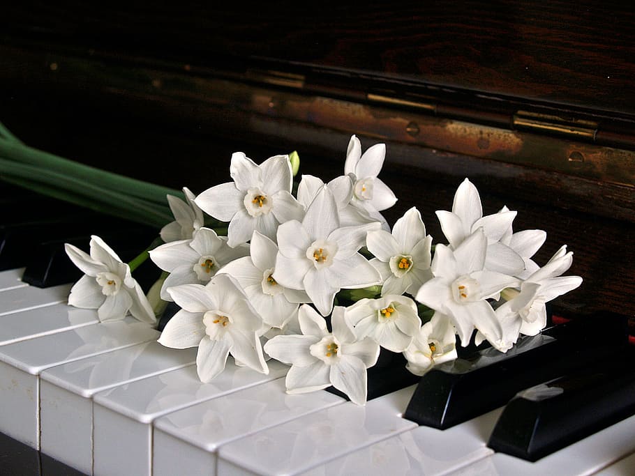 white flowers, piano, keys, jonquils, flowers, black, white, notes, music, instrument