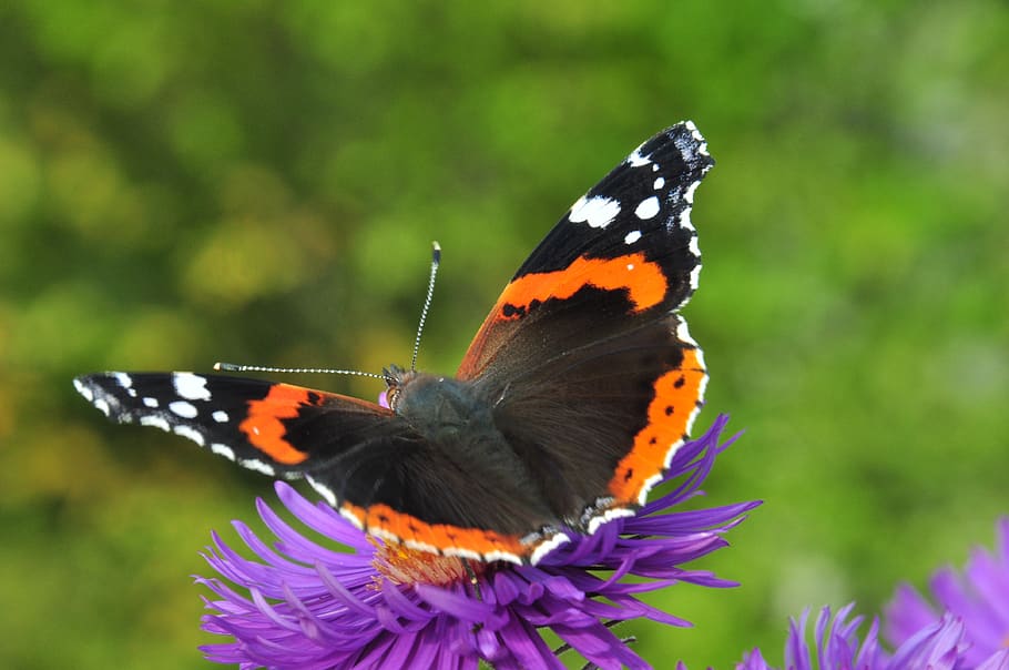 butterfly, admiral, edelfalter, purple flower, colorful, insect, animal themes, animal wildlife, butterfly - insect, animal