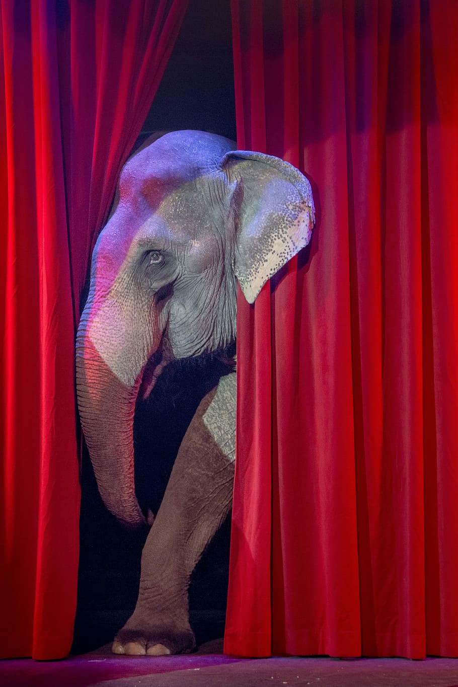 elephant, circus, shy, red, curtain, funny, one animal, mammal, pets, domestic
