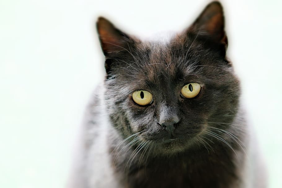 selectivo, fotografía de enfoque, negro, gris, gato, mascotas, reloj, gatito, animal, gato doméstico