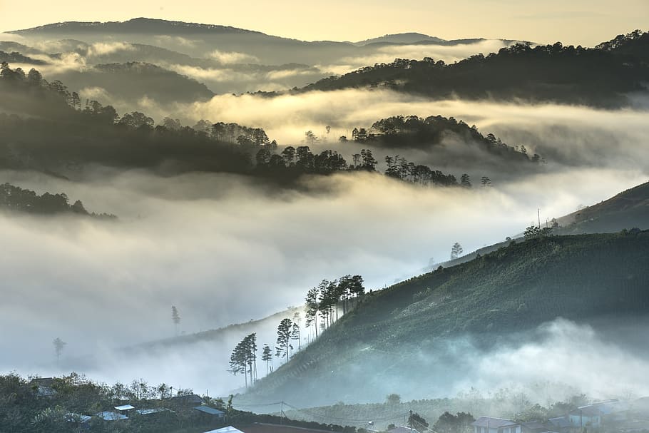 fog, covered, mountains, forest, da lat, vietnam, planting, bright, the hill, theung