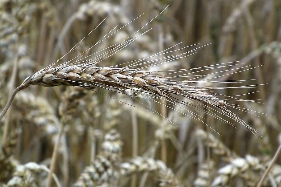 小麦, 穀物, スパイク, 農業, 穀物植物, 自然, 作物, 農村シーン, 農場, フィールド