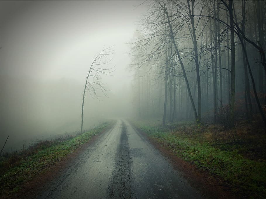 vacío, camino, al lado, árboles sin hojas, brumoso, ferrocarril, durante el día, suciedad, niebla, oscuro