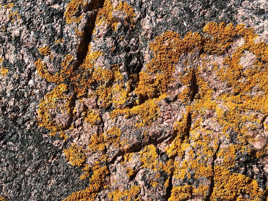 weave, rock, moose, texture, full frame, rock - object, backgrounds, nature, solid, yellow