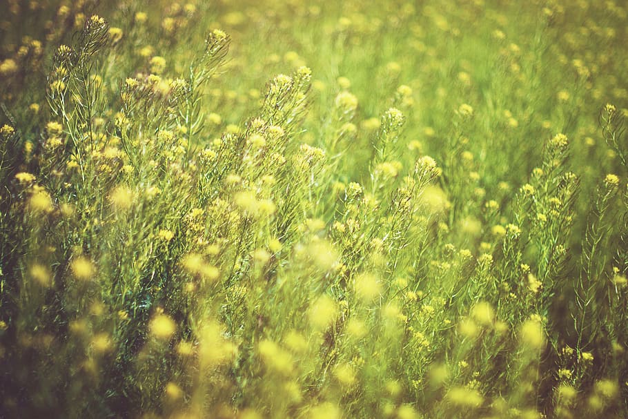 selectivo, fotografía de enfoque, verde, hojeado, planta, amarillo, flores, granja, patio, campo