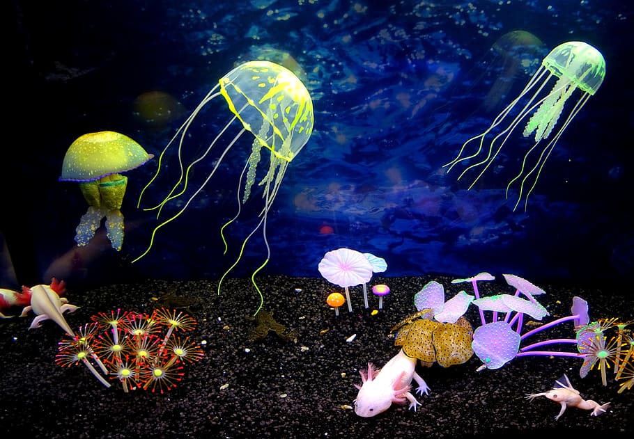berbagai macam, ilustrasi makhluk laut, dunia bawah laut, ubur-ubur, keindahan, laut, tahan hama, tema hewan, hewan di alam liar, hewan