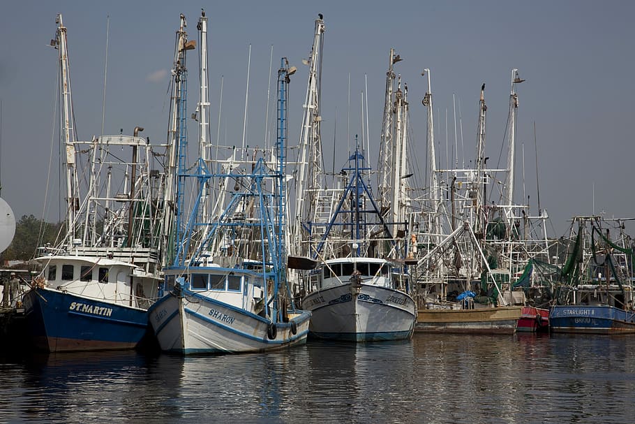Shrimp Boats, Port, Sea, Fishing, Ships, sea, fishing, commercial, catch, marine, net