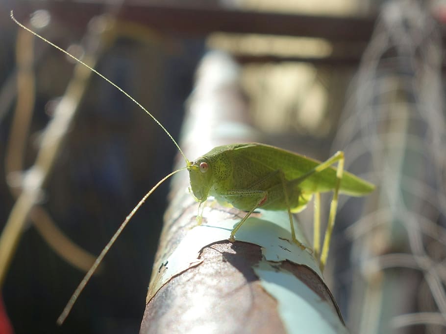 grasshopper, katydid, long probe shrink, insect, animal, close, animals in the wild, close-up, animal themes, animal wildlife