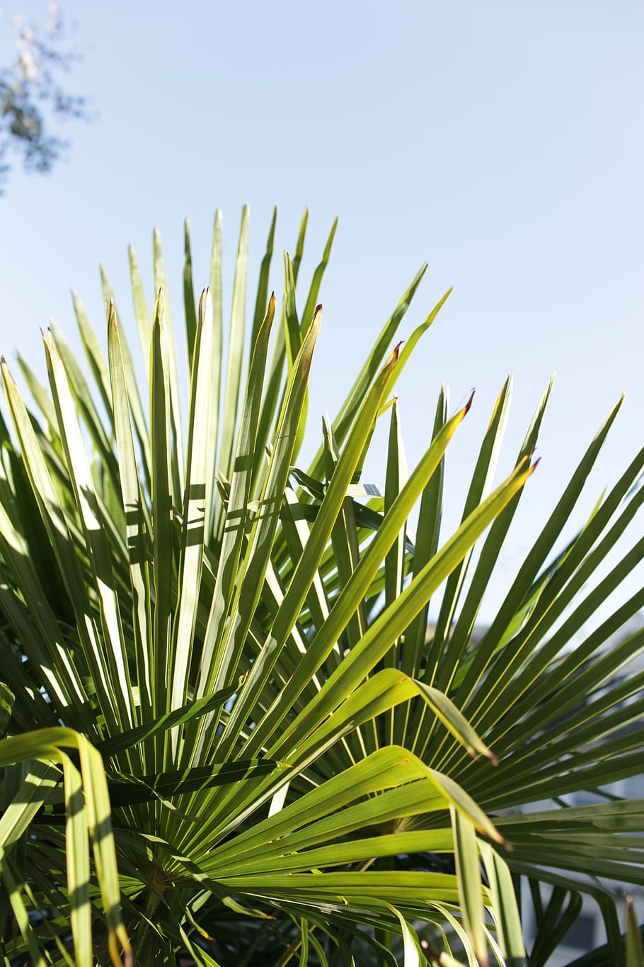 palm tree, palm leaf, tropical, california, san francisco, growth, plant, green color, sky, leaf