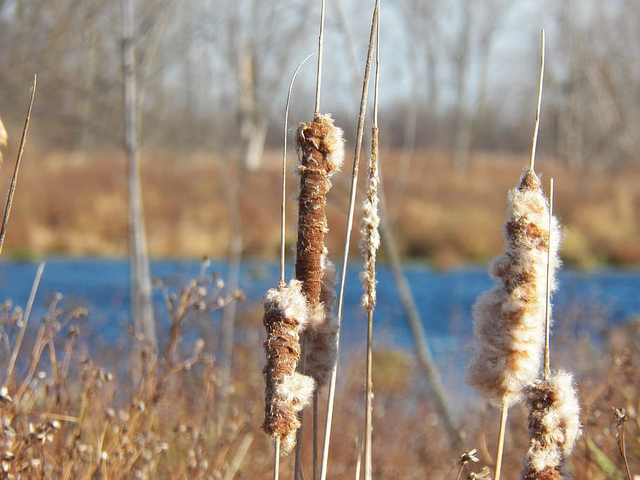 Autumn, Cattails, Reed, Nature, Plant, pond, marsh, swamp, wetland, water