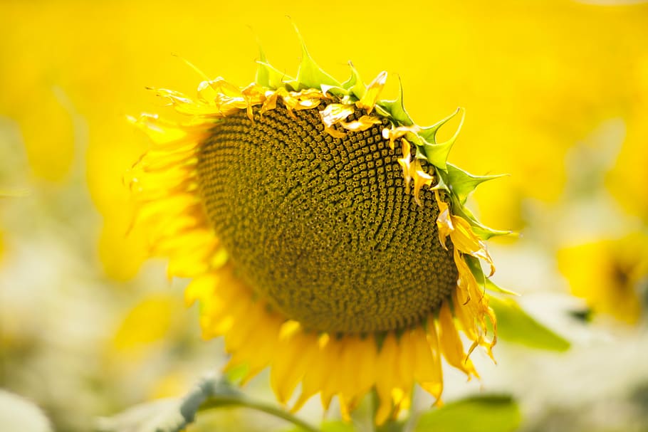 yellow, flower, sunflower, yellow flower, nature, spring, garden, plant, yellow flowers, macro