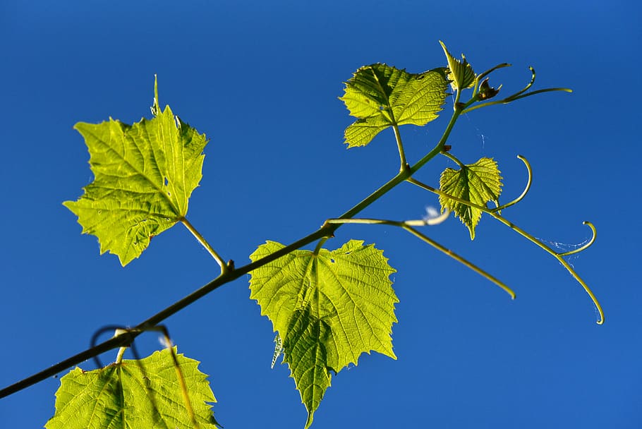 green leaves, grapevine, vine, grape, leaf, foliage, climber, wine, plant part, blue