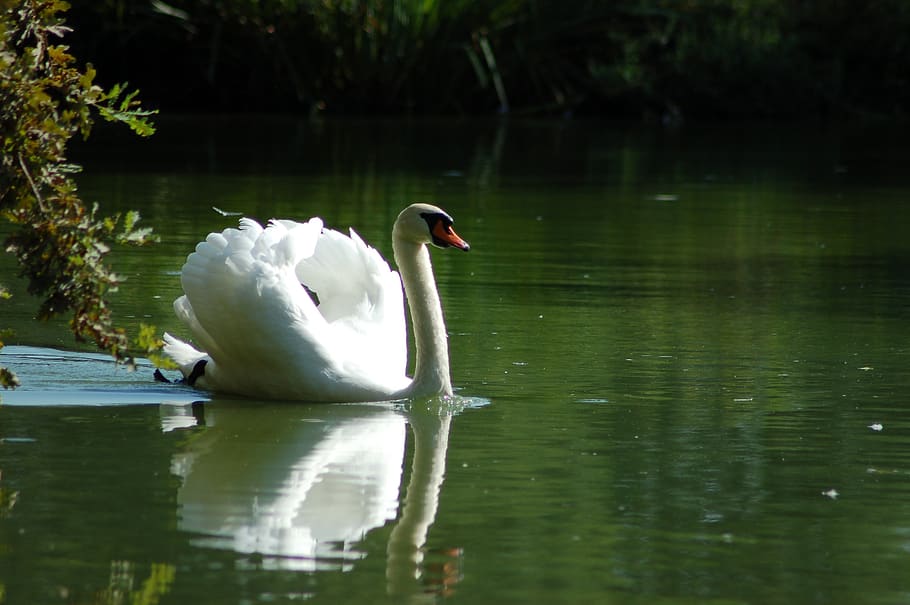 white swan, birds, swan, plumage, swans, elegant, animals in the wild, water, bird, vertebrate