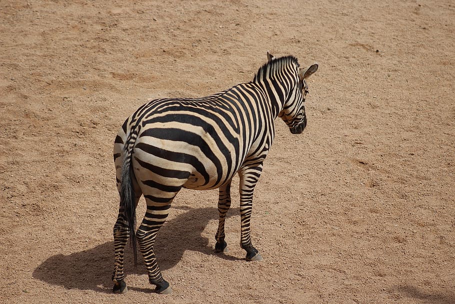 zebra, stripes, africa, mammal, animal themes, striped, animal, animal wildlife, animals in the wild, one animal