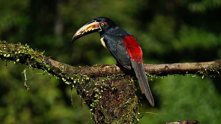 negro, rojo, pájaro, rama de árbol, col rizada, costa rica, selva, naturaleza, vida silvestre, animal