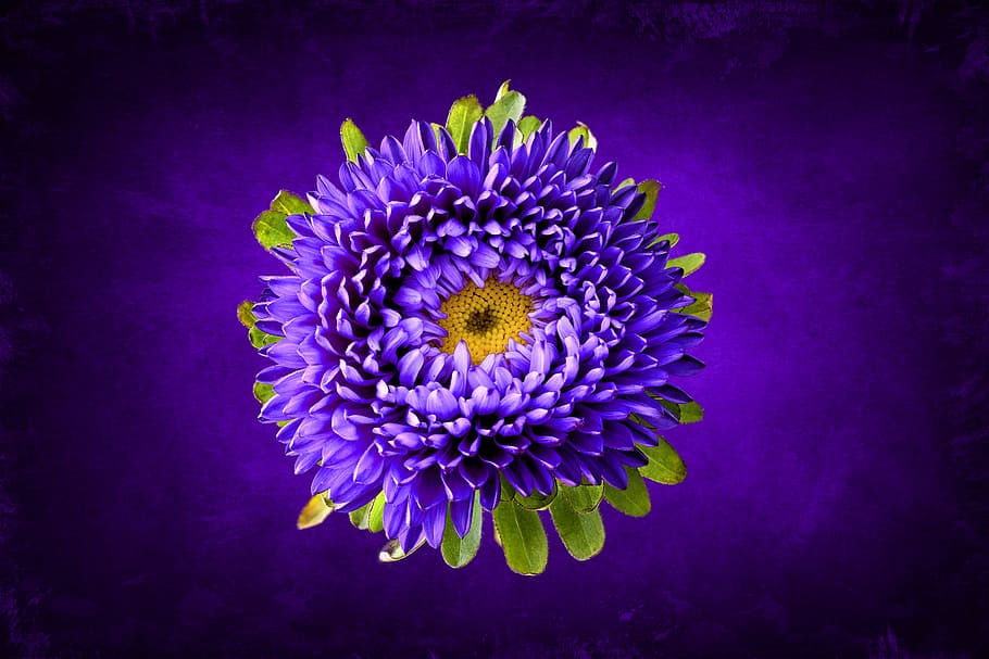 winter aster, aster, purple, violet, plant, blossom, bloom, flowers, bright, close