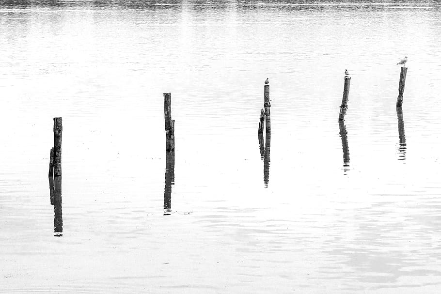 water, birds, bird, animal, feather, nature, the seagull, tree, black and white, column