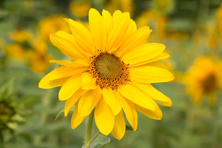 flor del sol, amarillo, flor, flor amarilla, florecer, naturaleza, planta,  cerrar, flores amarillas, registro público | Pxfuel