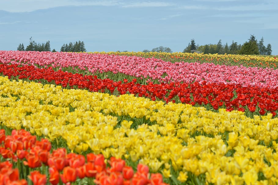 tulipas, noroeste, washington, flor, roxo, agachamento, vale, colorido, pacífico, primavera