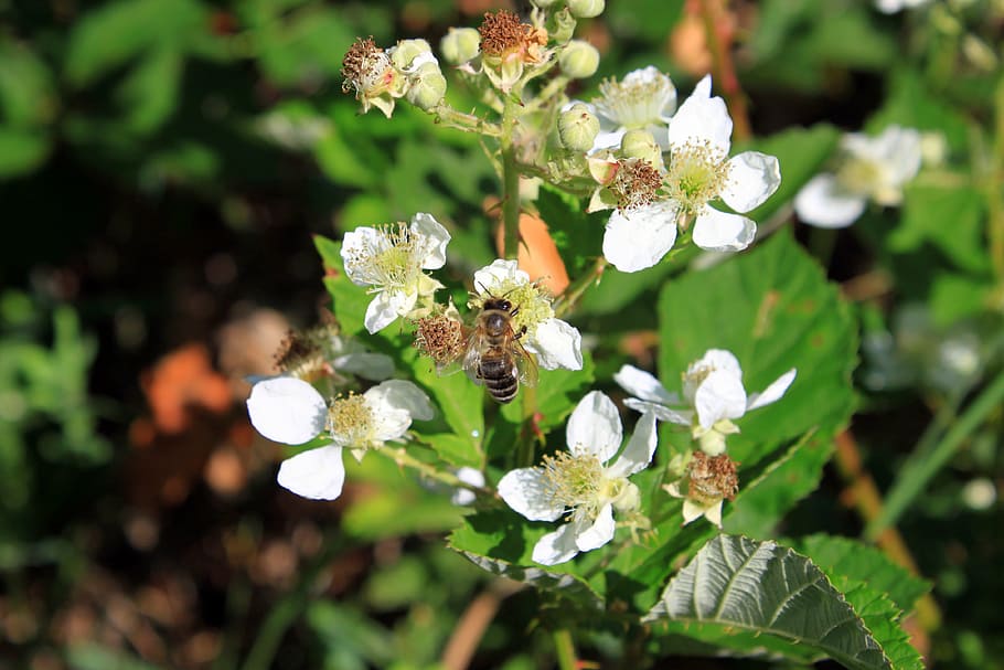 Blackberry, Flowers, Rosaceae, Rubus, ulmifolius, plants, nature, flower, plant, close-up