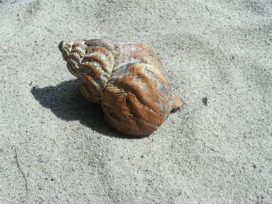 Sand Beach, Snail, sand, one animal, animal themes, day, animals in the wild, close-up, animal wildlife, shell