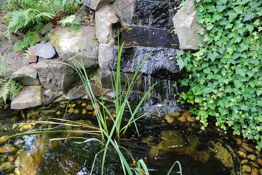 garden pond, water, aquatic plant, plant, waterfall, meditation, background image, pond plant, garden, nature