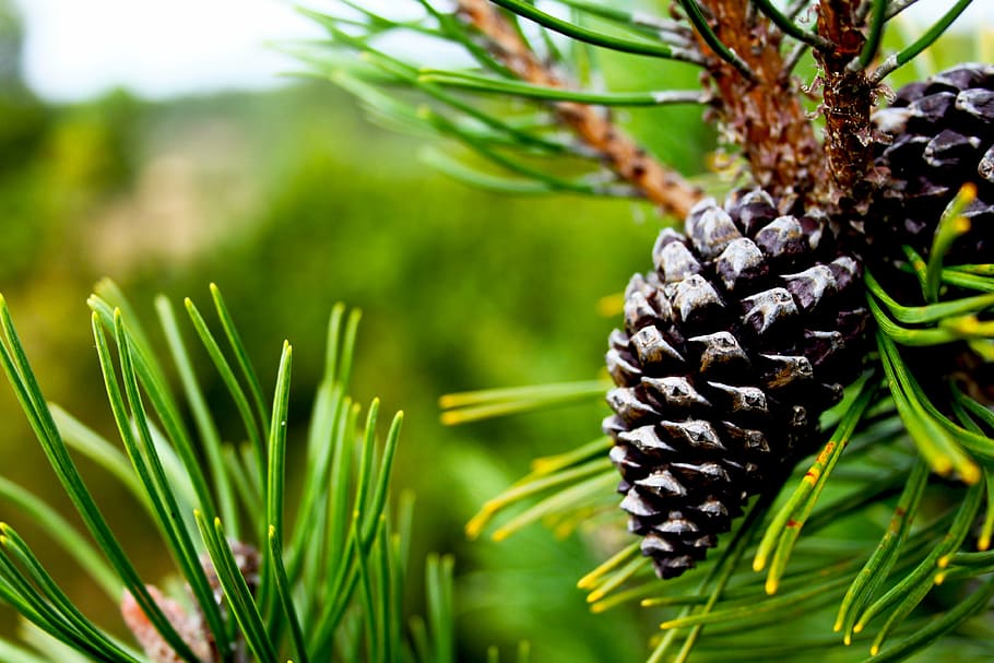 close, green, leaf plant, photograph, two, pine, cones, cone, tree, plant