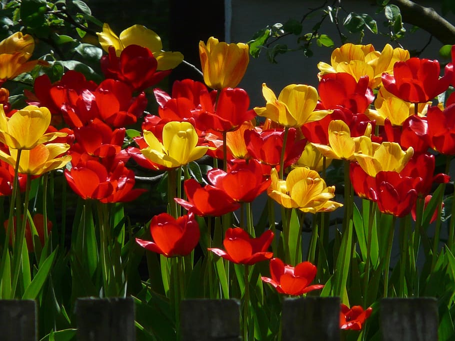 Tulips, Yellow, Back, Back Light, red, yellow, beautiful, tulpenbluete, flowers, colorful, color