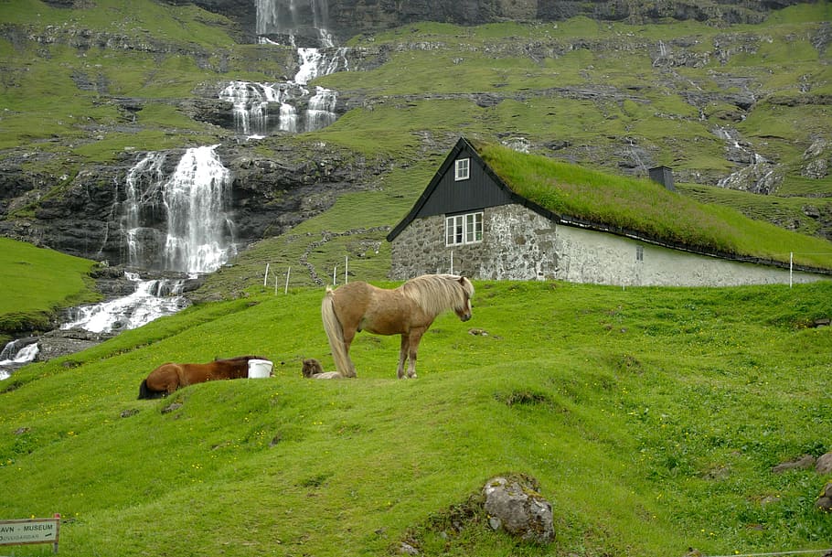 brown, horse, standing, green, grass, faroe islands, cascade, horses, fjord, mammal