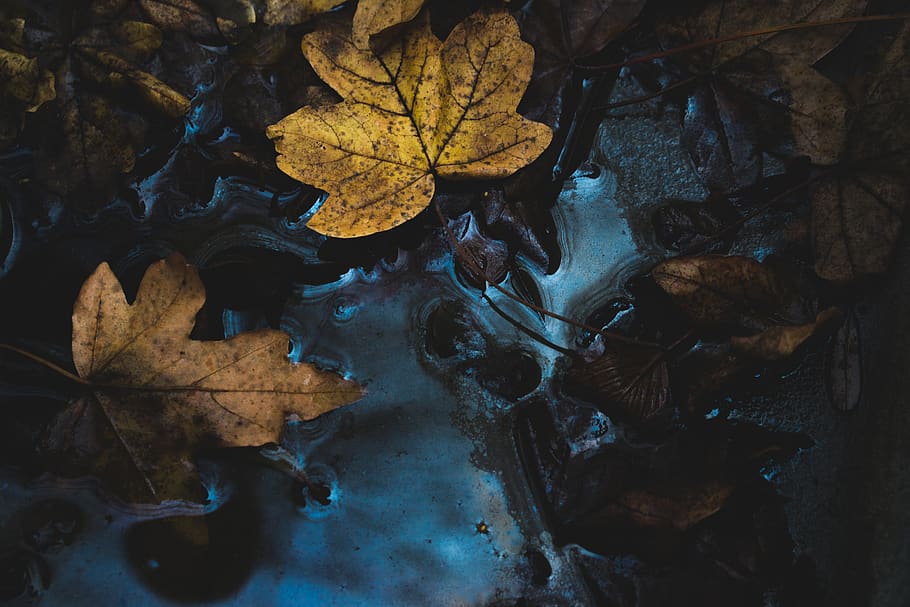 leaf, fall, dark, water, plant part, autumn, nature, change, dry, close-up